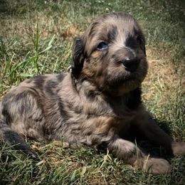 Aussiedoodle Puppies from Seattle Aussiedoodles