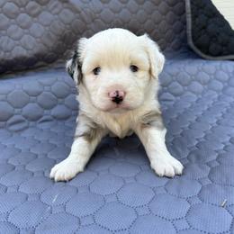 Bowser - Blue merle male Miniature Australian Shepherd puppy in Lebanon, Oregon from Two Pines Mini Aussies