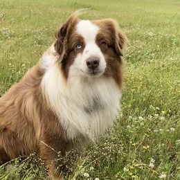 Colt - Miniature Australian Shepherd