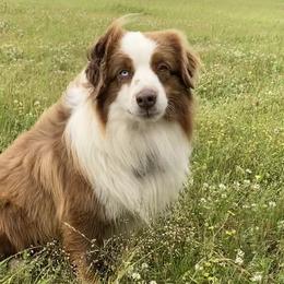 Colt - Miniature Australian Shepherd
