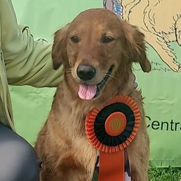 Golden Retrievers from Topmast Goldens