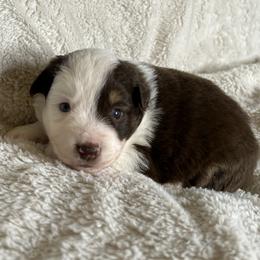 Red Tri Female with Blue Eyes - Red tri female Miniature Australian Shepherd puppy in Taunton, Massachusetts from Checkered Flag Champions Mini Aussies