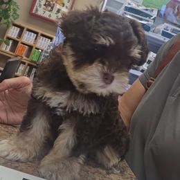 Miniature Schnauzer Puppies from Home Grown Schnauzers