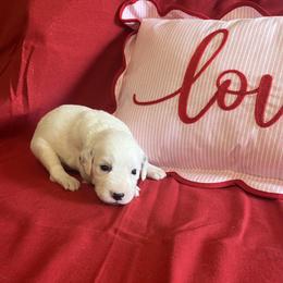 Ginger- Long Coat - White and black female Dalmatian puppy in Claremore, Oklahoma from Lotsofdots Dalmatians