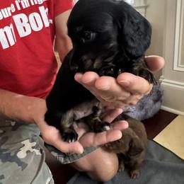 Dachshund Puppies from Hannau Doxies