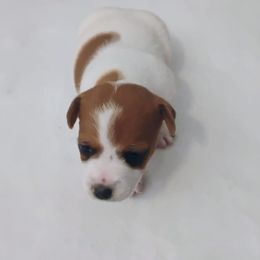 Sprinkle - Brown and white female Jack Russell Terrier puppy in London, Kentucky from Whitehouse Jack Russells