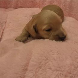 Puddin - Cream male Dachshund puppy in Bristol, Tennessee from It's Mini Wieners Baby