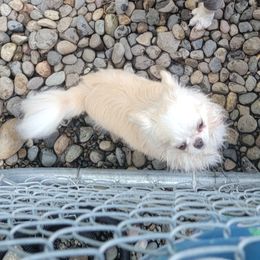JJ - Chihuahua