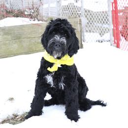 Poe - Black and chalk male Australian Labradoodle puppy in Saint Louis, Missouri from Gateway Australian Labradoodles
