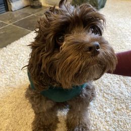 Cockapoo Puppies from Coco's Cocopuffs