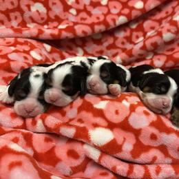 Cavalier King Charles Spaniel puppies from Jamie's Cavalier King Charles Spaniels
