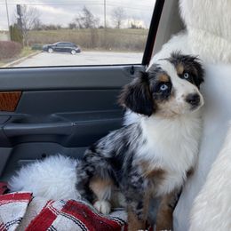 Miniature Australian Shepherd All Grown Up from Tincture of Thyme