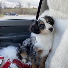 Miniature Australian Shepherd All Grown Up from Tincture of Thyme