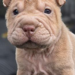 Squeak - Isabella dilute female Chinese Shar-Pei puppy in Salem, Ohio from WrinkleMonsters
