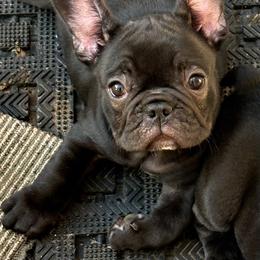 Winifred - Brindle and white female French Bulldog puppy in Greenfield, Missouri from Hope Mountain French Bulldogs