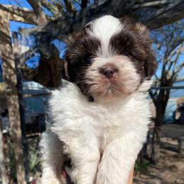 Luke - Liver and white male Shih Tzu puppy in Azusa, California from RJ Shih Tzu lover