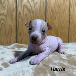 Harris - White and chocolate male American Hairless Terrier puppy in Buckingham, Illinois from Gaus Hof