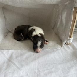 Olive - Red tri-color female Australian Shepherd puppy in Weeki Wachee, Florida from Ace of Spades Australian Shepherds