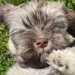 Companion Cross and Havanese Puppies from With Love Breeding Co.
