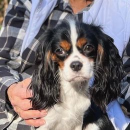 Goose - Cavalier King Charles Spaniel