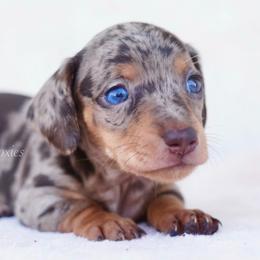 Buzz - Chocolate and tan male Dachshund puppy in Apple Valley, California from Socaldoxies