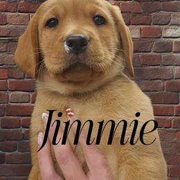 Jimmie - Yellow male Labrador Retriever puppy in Sidney, Nebraska from Nebraska Strong Labradors