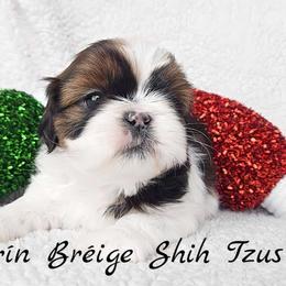 AKC Tri-Color Parti Male - Tricolor male Shih Tzu puppy in Middle Grove, New York from Beirin Breige Shih Tzus
