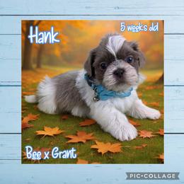 Hank - Blue and white male Shih Tzu puppy in Beatrice, Nebraska from I Shih Tzu Not Puppies
