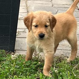Yellow - Golden female Golden Retriever puppy in Lake City, Minnesota from Windcliff Goldens