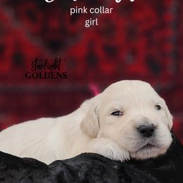 Golden Retriever Puppies from Starlight Goldens
