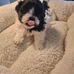 Radar - Black and white male Shih Tzu puppy in Cañon City, Colorado from Terri Geiser-Gilchrist