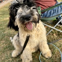 Australian Labradoodle Puppies from Maple Lane Australian Labradoodles