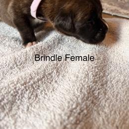 Sassy - Brindle female Boxer puppy in Florida from BNF Boxers