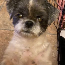 Shih Tzu All Grown Up from Oodles of Poodles & Doodles