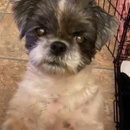 Shih Tzu All Grown Up from Oodles of Poodles & Doodles