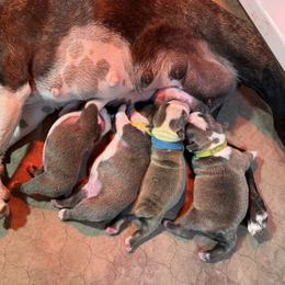 Boston Terrier puppies from So Cal Boston’s