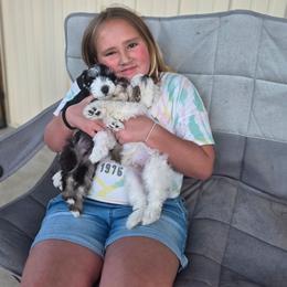 Bandir - Parti male Miniature Schnauzer puppy in Indianola, Utah from Mlee puppies