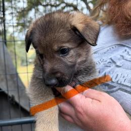 A1-10 Sable Boy - Mr. Orange - Sable male German Shepherd puppy in Lincoln, California from Valor-K9s
