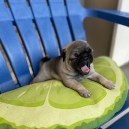 Pug Puppies from Briggs Family Pugs