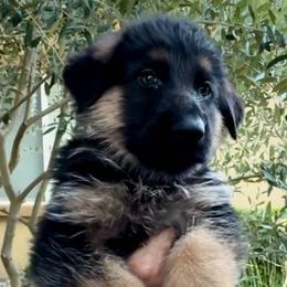 Boy 1 - German Shepherd puppy from Central Coast German Shepherds