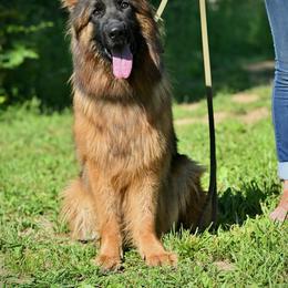 Sage - German Shepherd