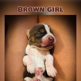 Brown Girl - Waffles - Blue tan and white female Beagle puppy in Grantsville, Maryland from Fable & Fern Beagles