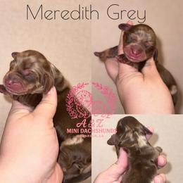 Meredith - Dapple female Dachshund puppy in Hornbeck, Louisiana from A&Z Mini Dachshunds