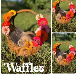 Waffles - Golden female Golden Retriever puppy in Magnolia, Mississippi from Magnolia Farm