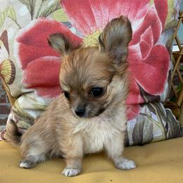 Rose - Red female Chihuahua puppy in Choctaw, Oklahoma from Savvy Chihuahuas of Oklahoma