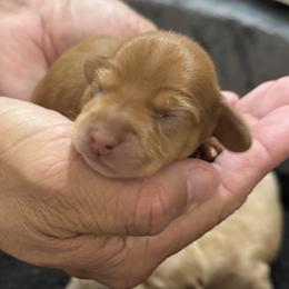 Dachshund Puppies from Silver Dach Farms