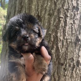 Marcie - Black and tan female Yorkipoo puppy in Shelby, North Carolina from Precious pups dynasty kennel