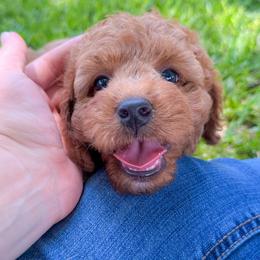 Colby - Red male Cockapoo puppy in Pledger, Texas from Sugarbear Cockapoos