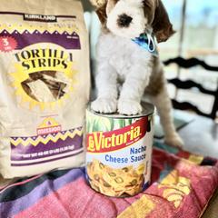 Assorted Doodle Crosses, Australian Labradoodle, Cavachon, and Cavapoo Puppies from Bark & Bramble Cavapoochons