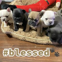 French Bulldog Puppies from Bunny Ear Family